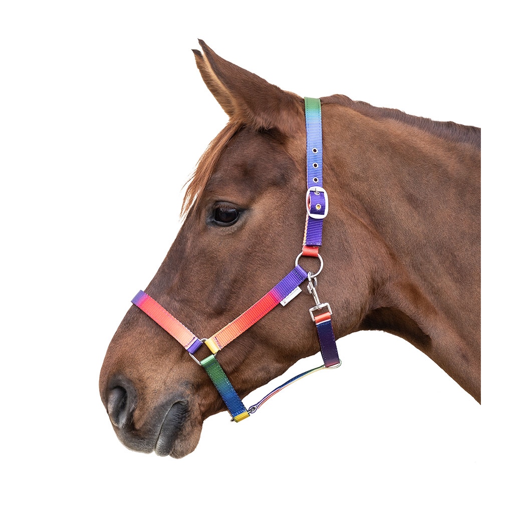 Waldhausen Halfter Regenbogen